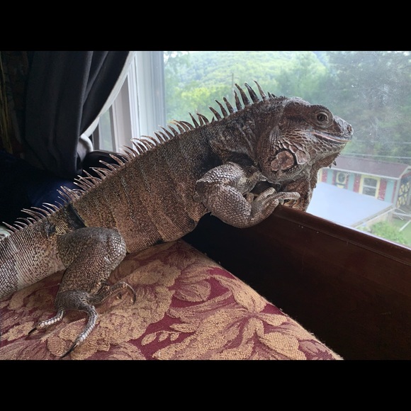 MY MANTRID - Picture 11 of 16